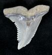 Hemipristis Shark Tooth Fossil - Virginia #19209-1